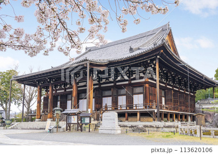 春の京都　くろ谷 金戒光明寺　桜と御影堂 113620106