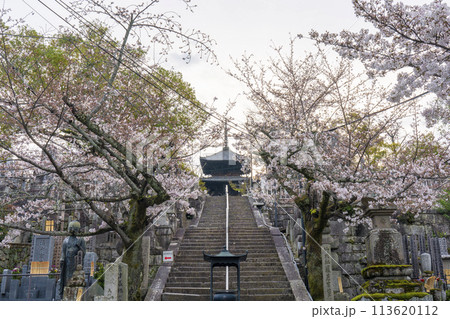 春の京都　金戒光明寺　桜と三重塔（文殊塔） 113620112