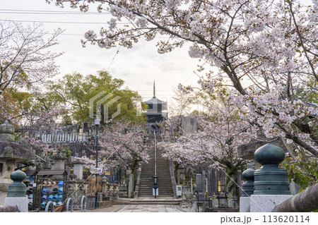 春の京都 金戒光明寺 桜と三重塔(文殊塔) 春の京都 金戒光明寺 桜と三重塔(文殊塔) 113620114