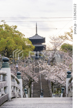 春の京都　金戒光明寺　桜と三重塔（文殊塔） 113620122