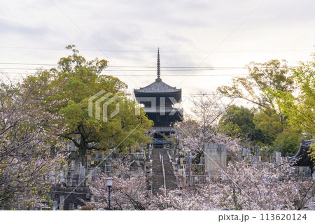 春の京都　金戒光明寺　桜と三重塔（文殊塔） 113620124