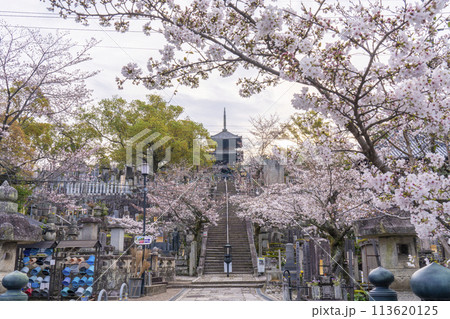 春の京都　金戒光明寺　桜と三重塔（文殊塔） 113620125