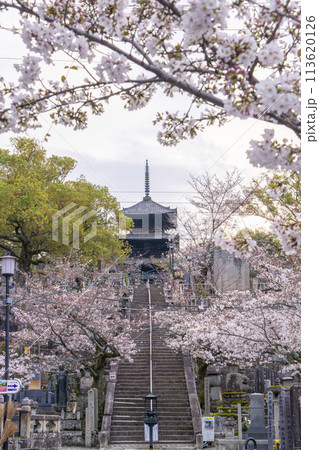 春の京都　金戒光明寺　桜と三重塔（文殊塔） 113620126