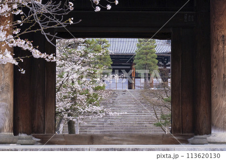 京都 くろ谷 金戒光明寺 山門と桜 京都 くろ谷 金戒光明寺 山門と桜 113620130