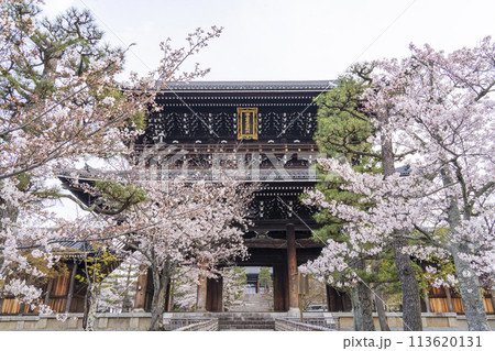 京都　くろ谷 金戒光明寺　山門と桜 113620131