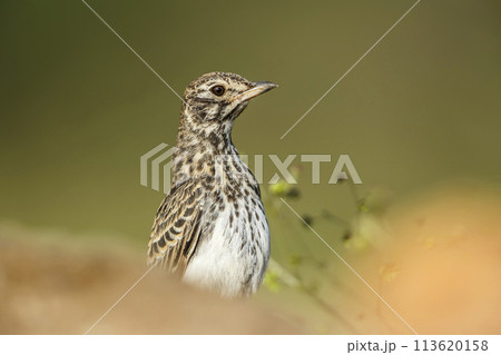 Bush Pipit in Kruger National park, South Africa 113620158