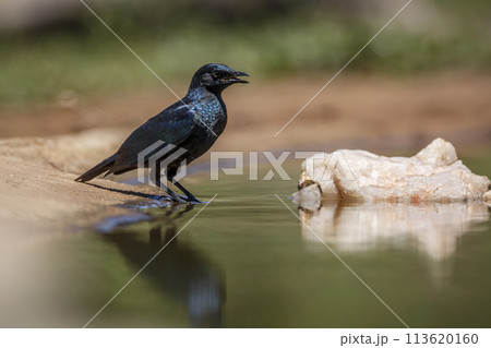 Cape Glossy Starling in Kruger National park, South Africa 113620160