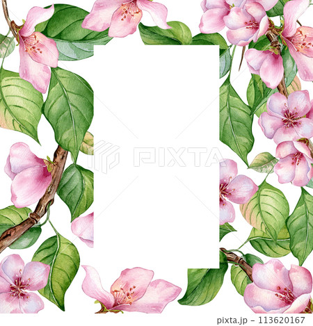 Watercolor frame with pink blooming branch isolated on white. Design template of floral frame with pink white flowers hand drawn. Element for wedding invitation, card, packaging, label product 113620167