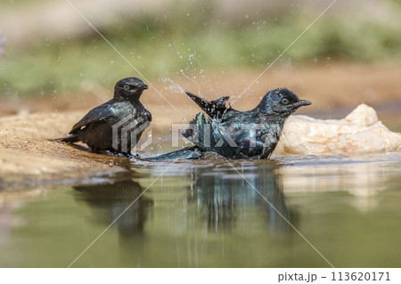 Cape Glossy Starling in Kruger National park, South Africa 113620171