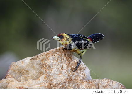 Crested Barbet in Kruger National park, South Africa 113620185