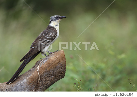 Great Spotted Cuckoo in Kruger National park, South Africa 113620194
