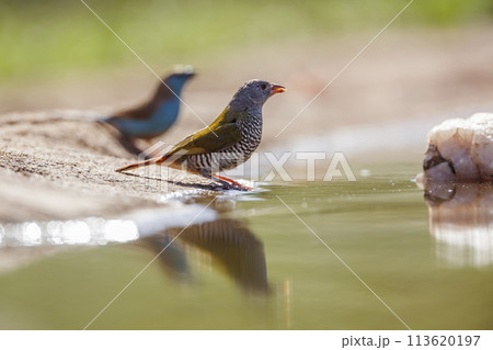 Green winged Pytilia in Kruger National park, South Africa 113620197