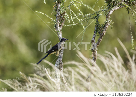 Pied Cuckoo in Kruger National park, South Africa Pied Cuckoo in Kruger National park, South Africa 113620224
