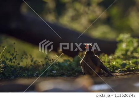 Red billed Oxpecker in Kruger National park, South Africa 113620245