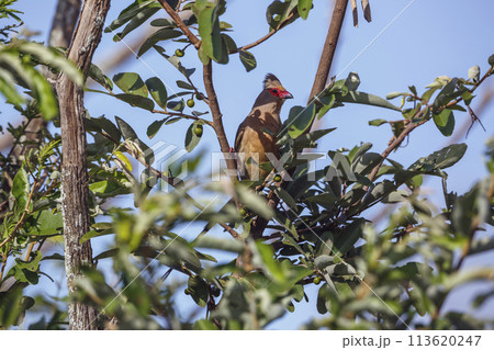 Red faced Mousebird in Kruger National park, South Africa Red faced Mousebird in Kruger National park, South Africa 113620247