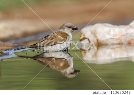 Southern Grey headed Sparrow in Kruger National park, South Africa Southern Grey headed Sparrow in Kruger National park, South Africa 113620248