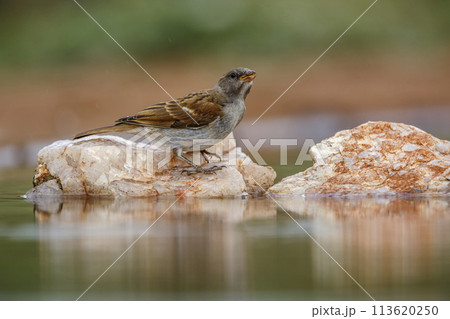 Southern Grey headed Sparrow in Kruger National park, South Africa Southern Grey headed Sparrow in Kruger National park, South Africa 113620250