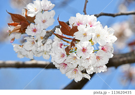 桜の花 桜の花 113620435