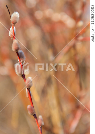 Pussy willow branch at early spring 113620508