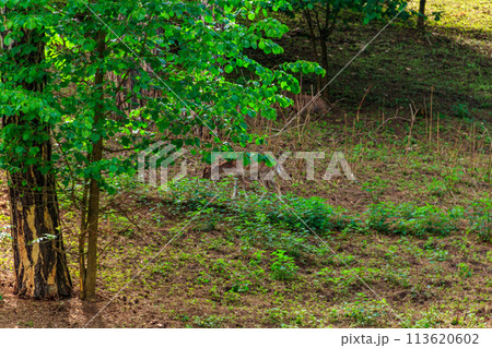 Young deer grazing on a green meadow 113620602