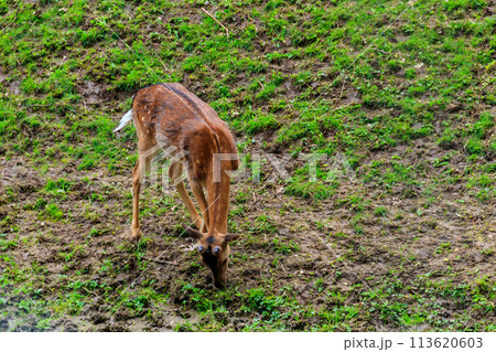 Young deer grazing on a green meadow Young deer grazing on a green meadow 113620603