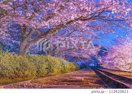 蹴上インクライン　満開の夜桜 113620621