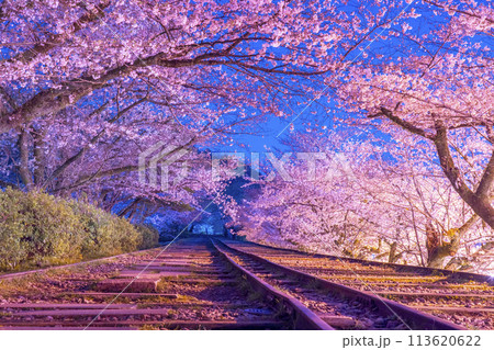 蹴上インクライン　満開の夜桜 113620622