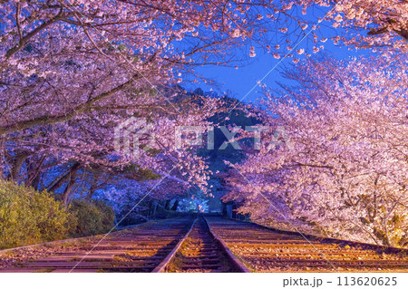 蹴上インクライン　満開の夜桜 113620625