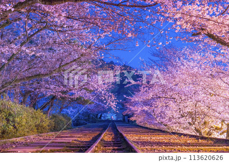 蹴上インクライン 満開の夜桜 蹴上インクライン 満開の夜桜 113620626