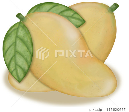 Mango collection isolated,Tropical fruits,hand drawn watercolor paint. Mango collection isolated,Tropical fruits,hand drawn watercolor paint. 113620635