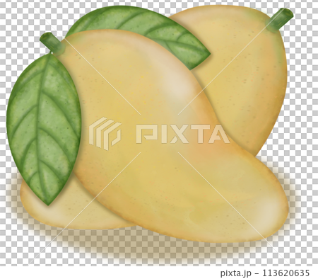 Mango collection isolated,Tropical fruits,hand drawn watercolor paint. Mango collection isolated,Tropical fruits,hand drawn watercolor paint. 113620635