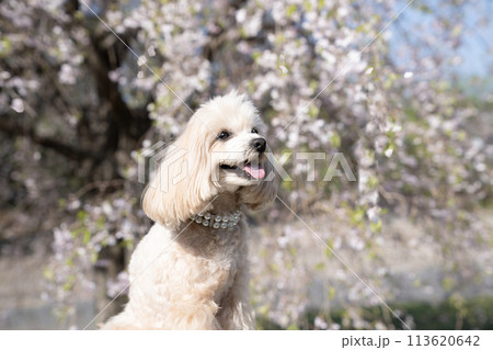 満開の枝垂れ桜と笑顔のマルプーのバストアップ 113620642