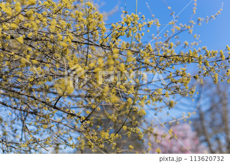 Spring branches of a tree with the first flowers in the forest. Beauty in nature, awakening. Copy space and empty space for advertising background 113620732
