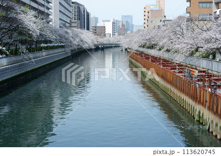 大岡川に映り込む桜 大岡川に映り込む桜 113620745