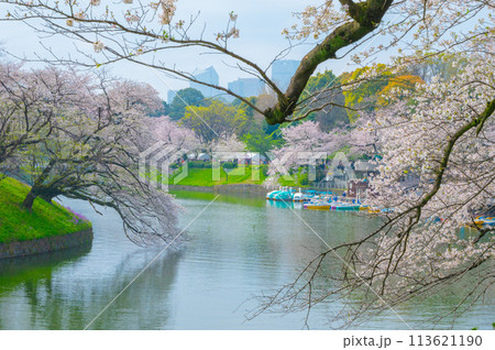 満開の桜と水面に映る風景 113621190