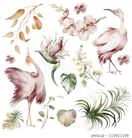 Pink Ibis birds. Watercolor elements of tropical birds, flowers and plants. Banana plants and orchid, Australian flamingo on a white background. Illustrations of wildlife animals and plants. Pink Ibis birds. Watercolor elements of tropical birds, flowers and plants. Banana plants and orchid, Australian flamingo on a white background. Illustrations of wildlife animals and plants. 113621198