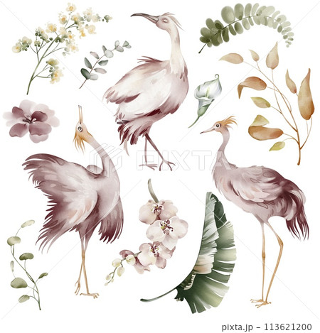 Pink Ibis birds. Watercolor elements of tropical birds, flowers and plants. Banana plants and orchid, Australian flamingo on a white background. Illustrations of wildlife animals and plants. Pink Ibis birds. Watercolor elements of tropical birds, flowers and plants. Banana plants and orchid, Australian flamingo on a white background. Illustrations of wildlife animals and plants. 113621200