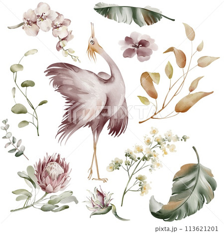 Pink Ibis birds. Watercolor elements of tropical birds, flowers and plants. Banana plants and orchid, Australian flamingo on a white background. Illustrations of wildlife animals and plants. 113621201