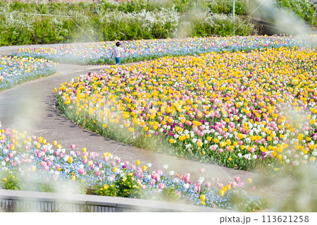 ぎふワールド・ローズガーデン、満開のチューリップ〈岐阜県可児市〉 ぎふワールド・ローズガーデン、満開のチューリップ〈岐阜県可児市〉 113621258