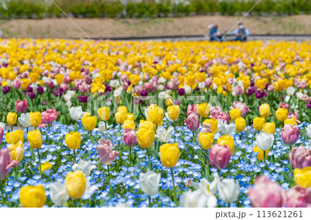 ぎふワールド・ローズガーデン、満開のチューリップ〈岐阜県可児市〉 113621261