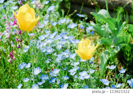 春の農業公園に咲く美しいチューリップ 113621322