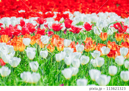 春の農業公園に咲く美しいチューリップ 113621323