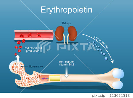 Erythropoietin. Erythropoiesis in the bone marrow. 113621518