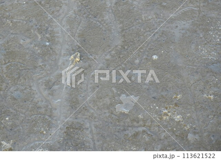 muds kipper fish crawling on mud when low tide sea in evening 113621522