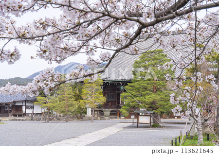 春の京都 清凉寺 (嵯峨釈迦堂) 桜と本堂 春の京都 清凉寺 (嵯峨釈迦堂) 桜と本堂 113621645