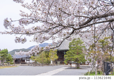 春の京都　清凉寺 (嵯峨釈迦堂)　桜と本堂 113621646