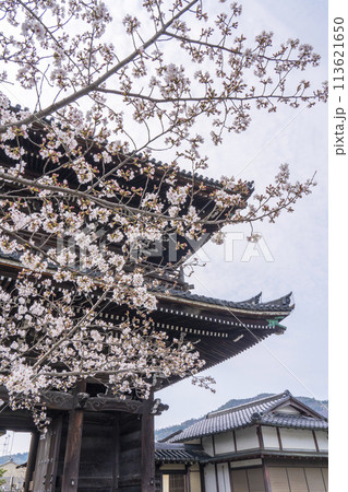 春の京都　清凉寺 (嵯峨釈迦堂)　桜と仁王門 113621650