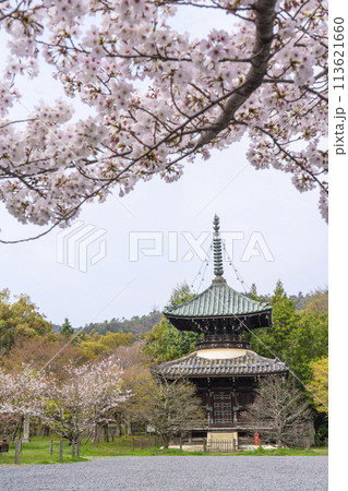 春の京都　清凉寺 (嵯峨釈迦堂)　桜と多宝塔 113621660