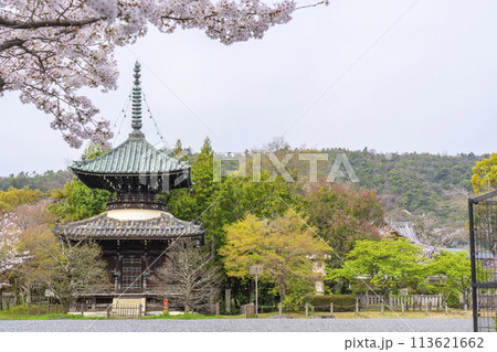 春の京都　清凉寺 (嵯峨釈迦堂)　桜と多宝塔 113621662