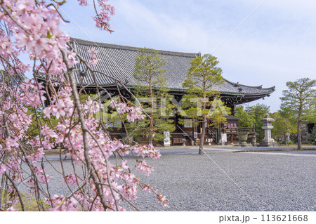 春の京都 清凉寺 (嵯峨釈迦堂) 桜と本堂 春の京都 清凉寺 (嵯峨釈迦堂) 桜と本堂 113621668